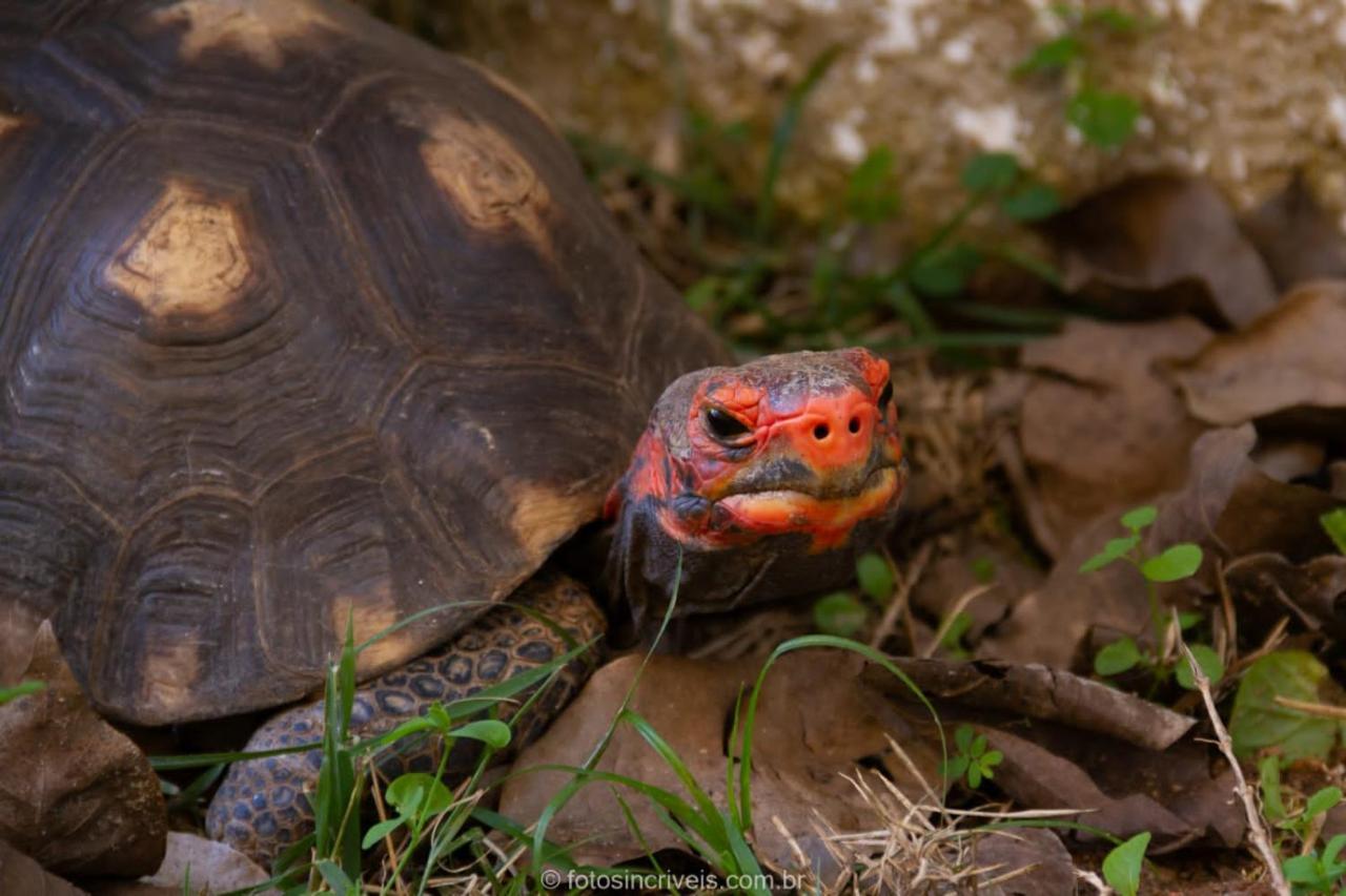 Pousada Natureza Divina Παρατί Εξωτερικό φωτογραφία